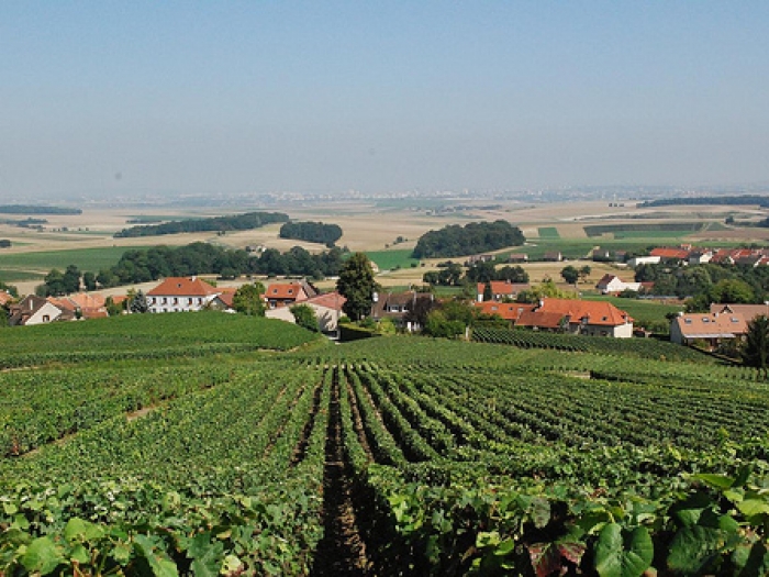 Vineyards of Champange Gaston Dericbourg