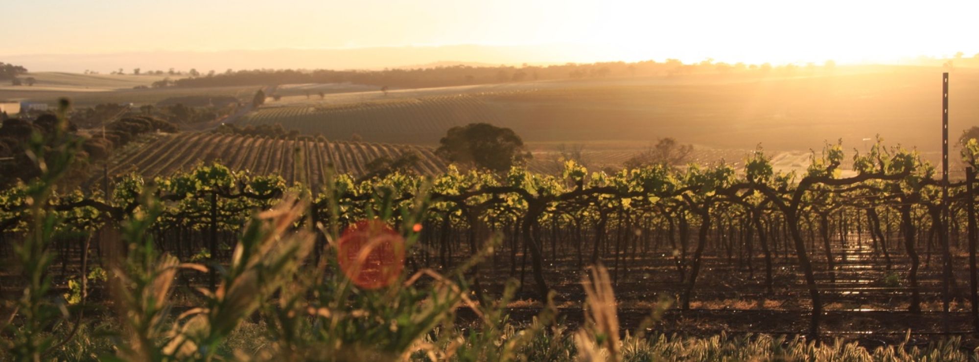 Wakefield Wines: Sunset in the Clare Valley